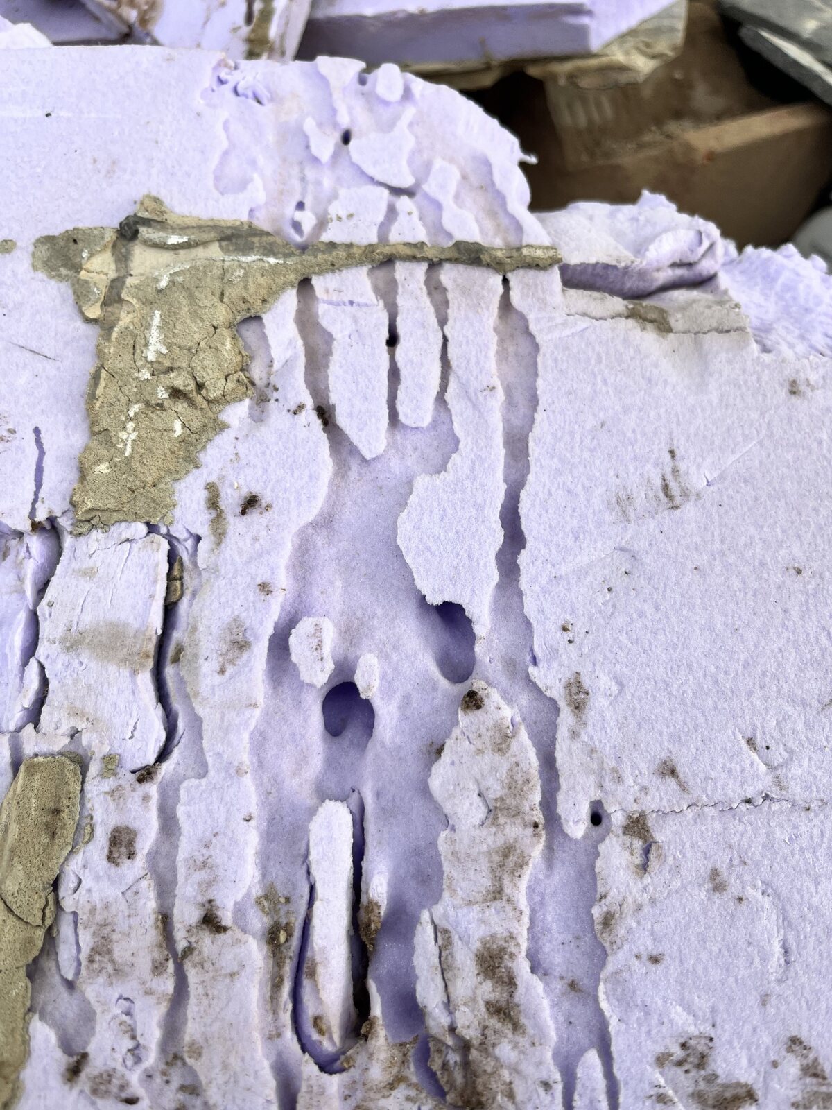 Extensive network of ant tunnels excavated through foam board beneath floor tiles