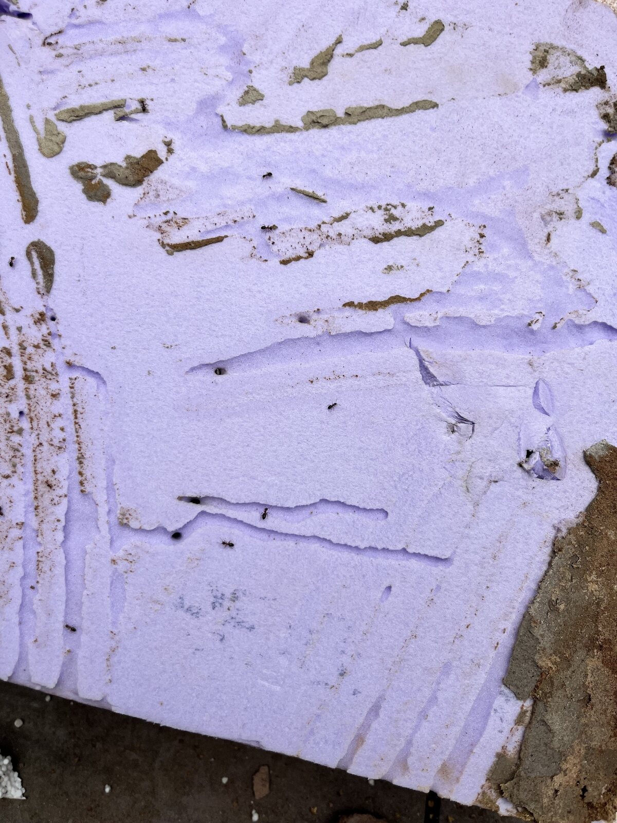 Ants moving through channels and holes in foam insulation below a tiled floor