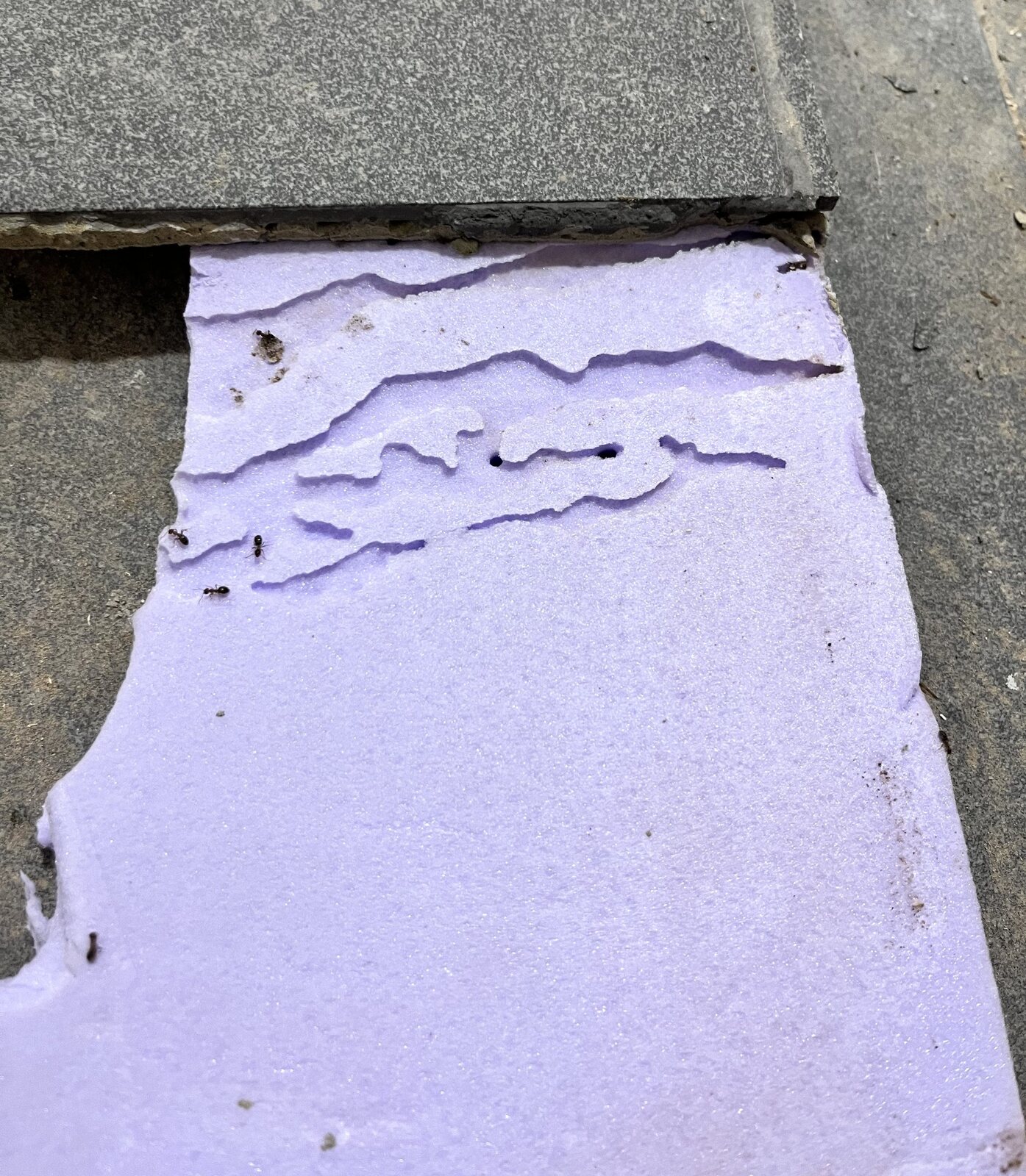 Ants and concealed tunnels exposed in foam insulation board beneath a tiled waterproof floor
