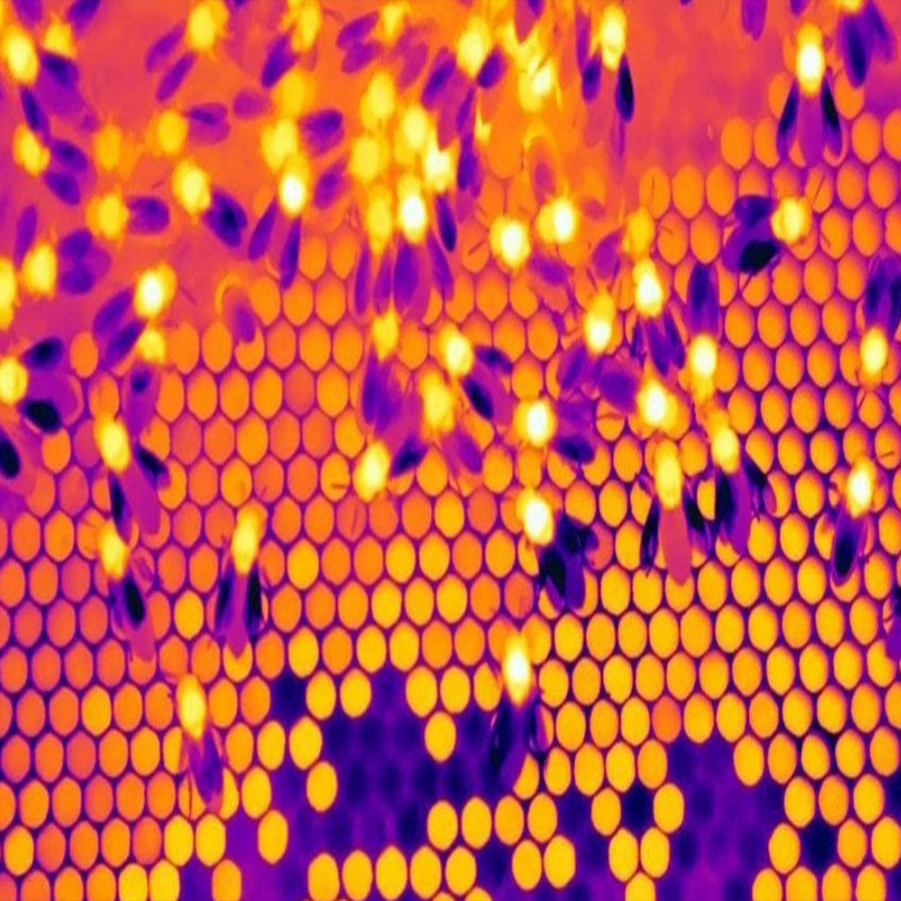 Thermal image taken by Hulls Environmental Services showing honey bees moving across hive comb