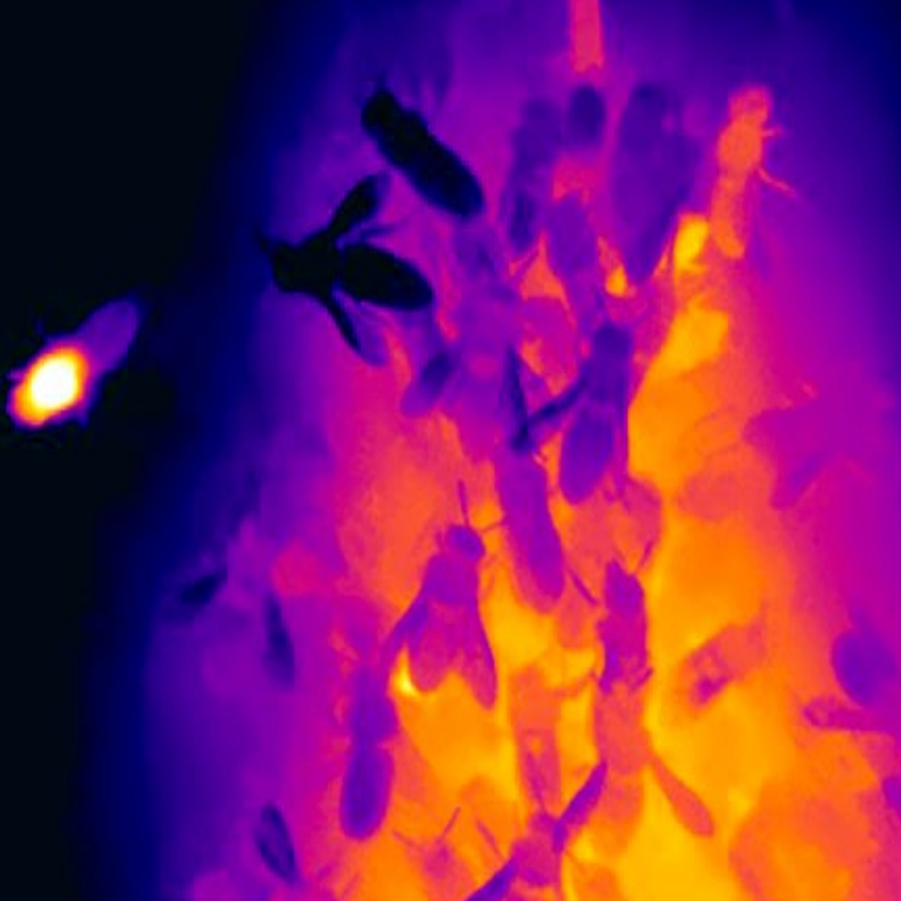 Thermal image taken by Hulls Environmental Services showing honey bees within a hive
