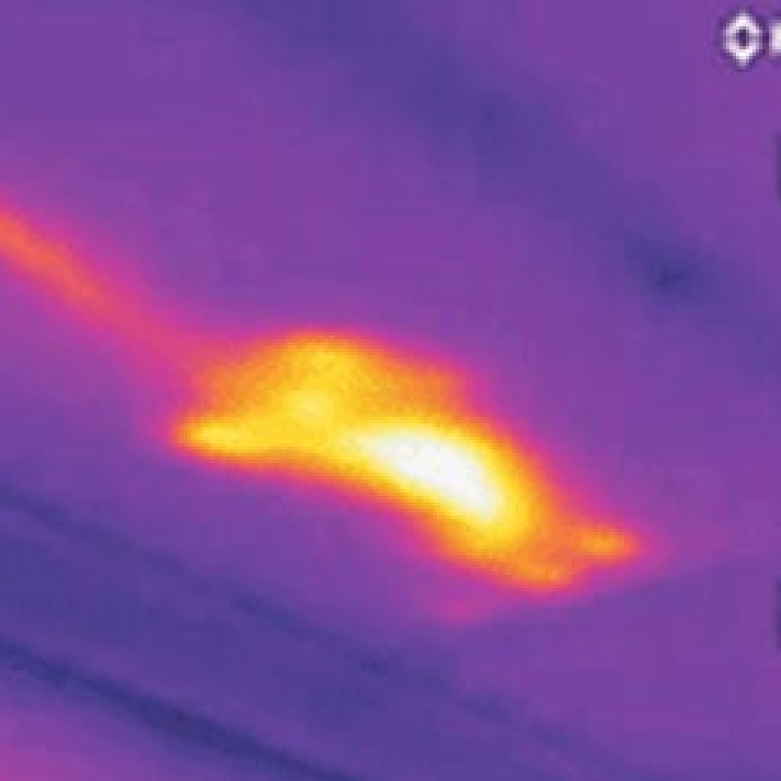 Thermal image taken by Hulls Environmental Services showing a rat nesting heat pattern in a loft