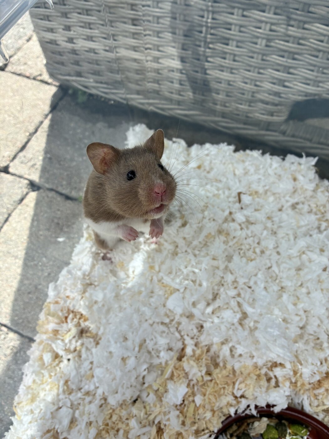 Harry Houdini the friendly hamster after being safely collected from a shop