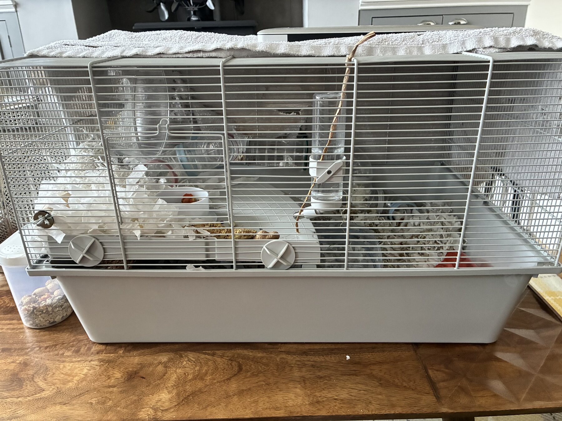 Harry Houdini the adopted hamster settled into his spacious new home
