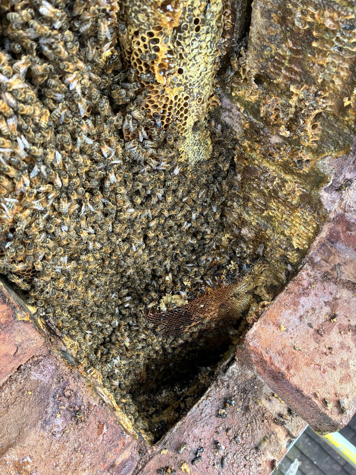 Close view of live honey bees and established comb inside a chimney