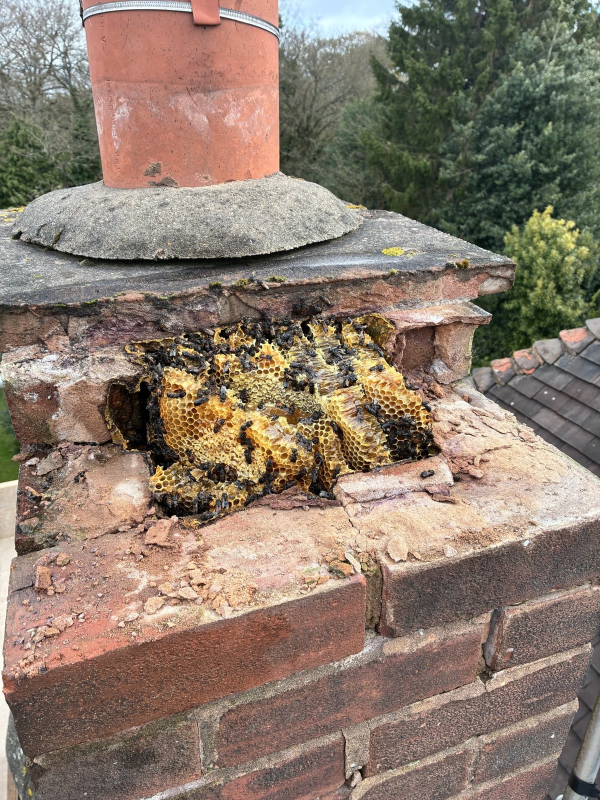 Exposed honey-bee colony and comb during removal from a chimney