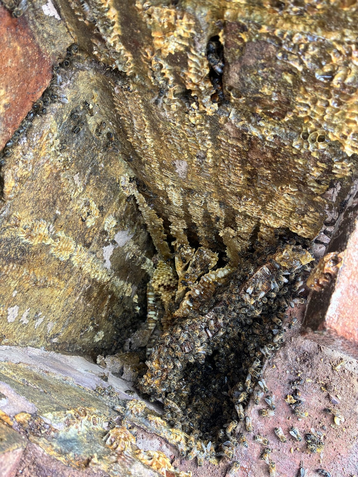 Chimney cavity after most of the honey bees, wax and honey had been removed