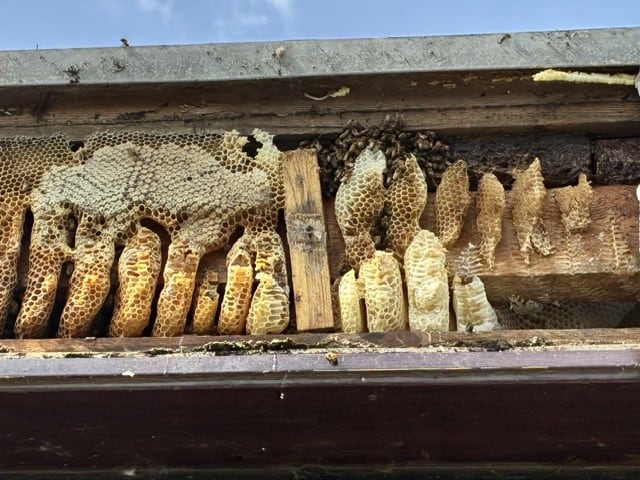 Established honey-bee comb exposed between timbers in a flat roof void