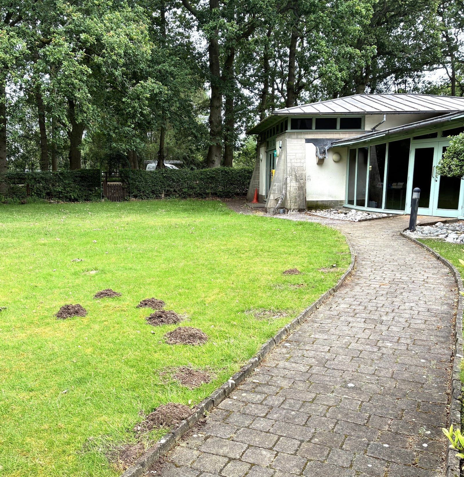 Fresh molehills across the lawn at church grounds in Sutton Coldfield