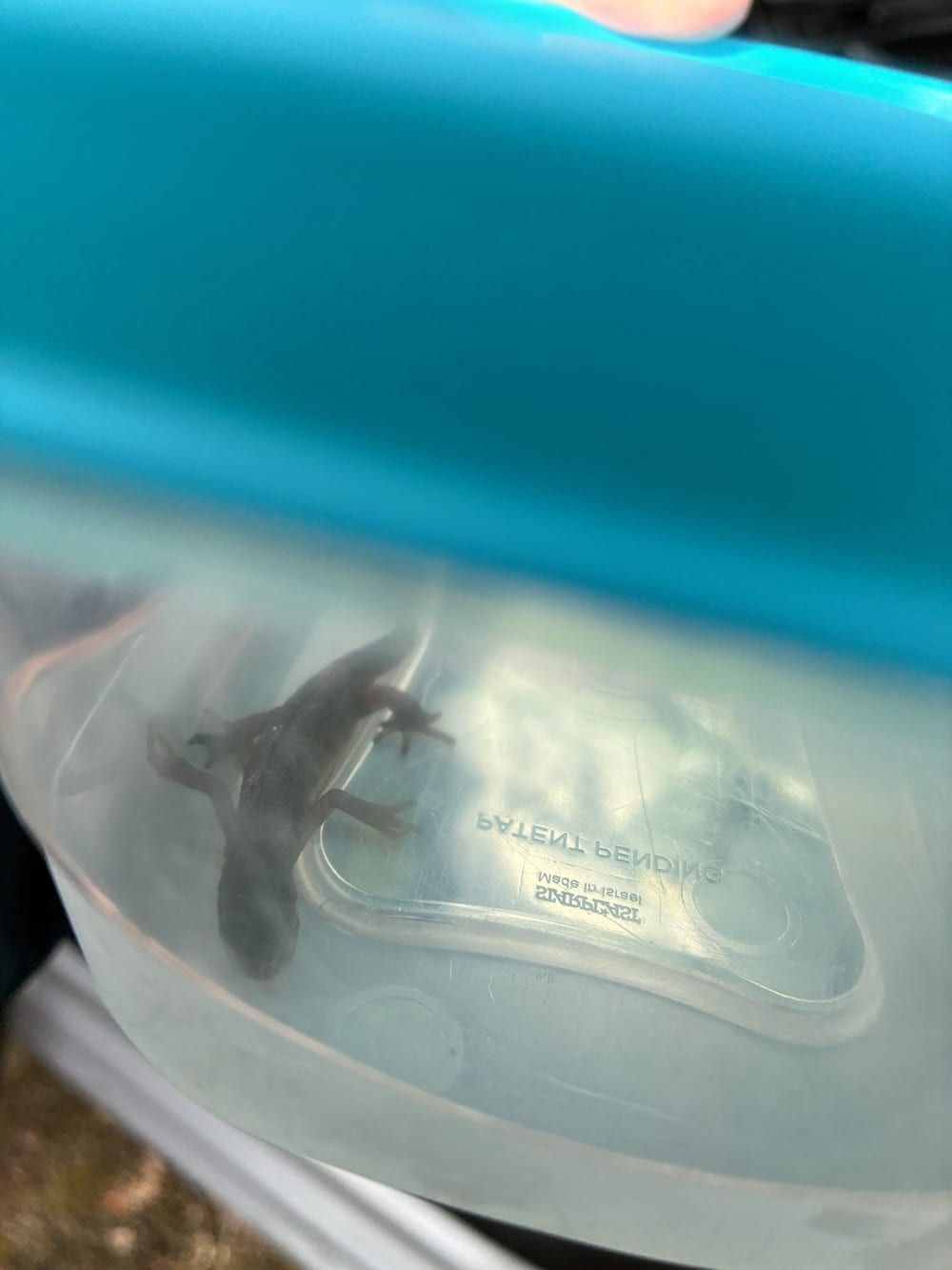 Newt carefully collected for return to suitable wild habitat by local ponds