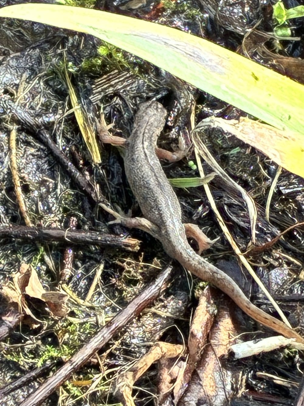 Newt correctly identified during a call-out to a house in Little Aston