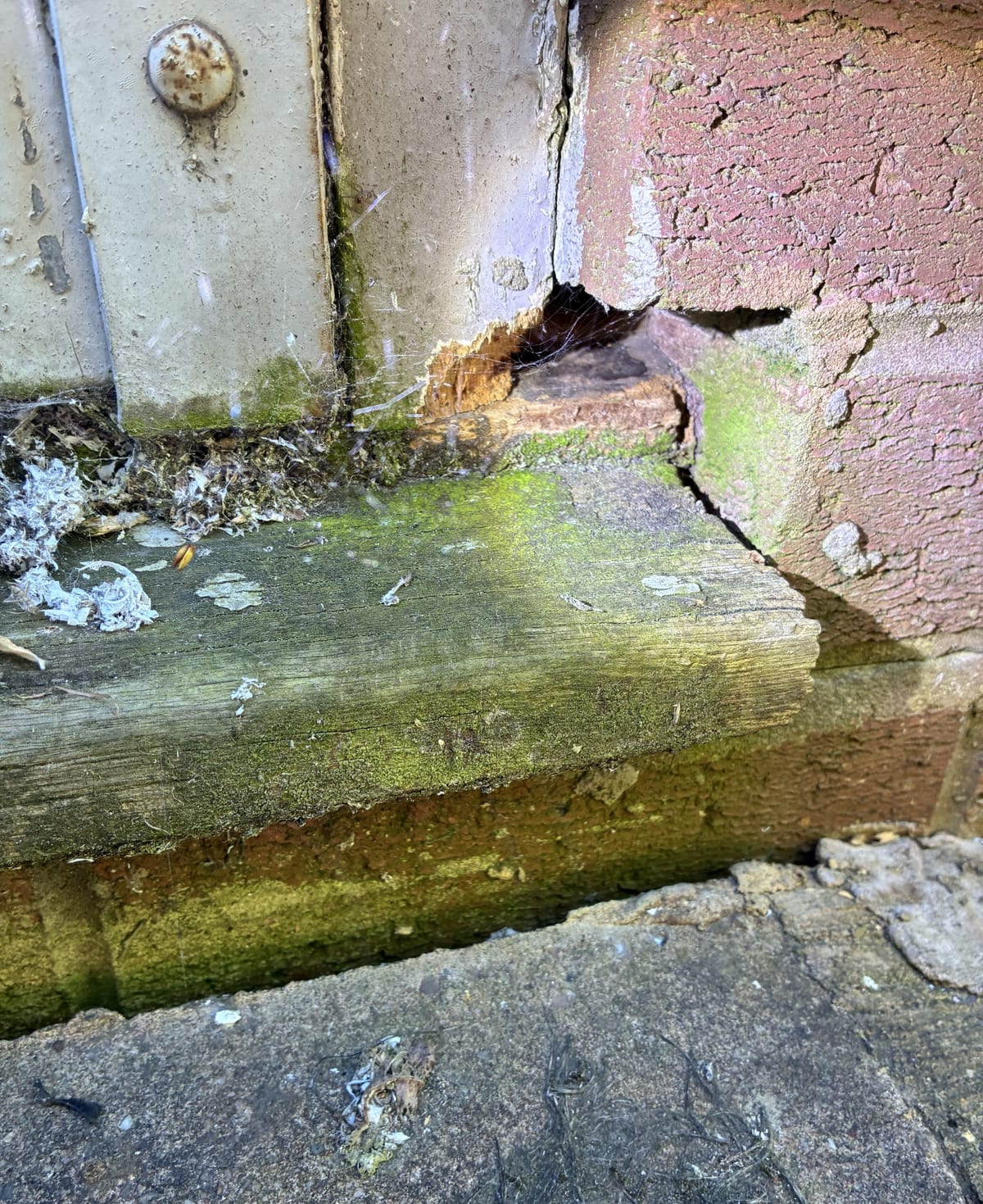 Rat entry hole chewed through a timber door frame at a Sutton Coldfield rental property