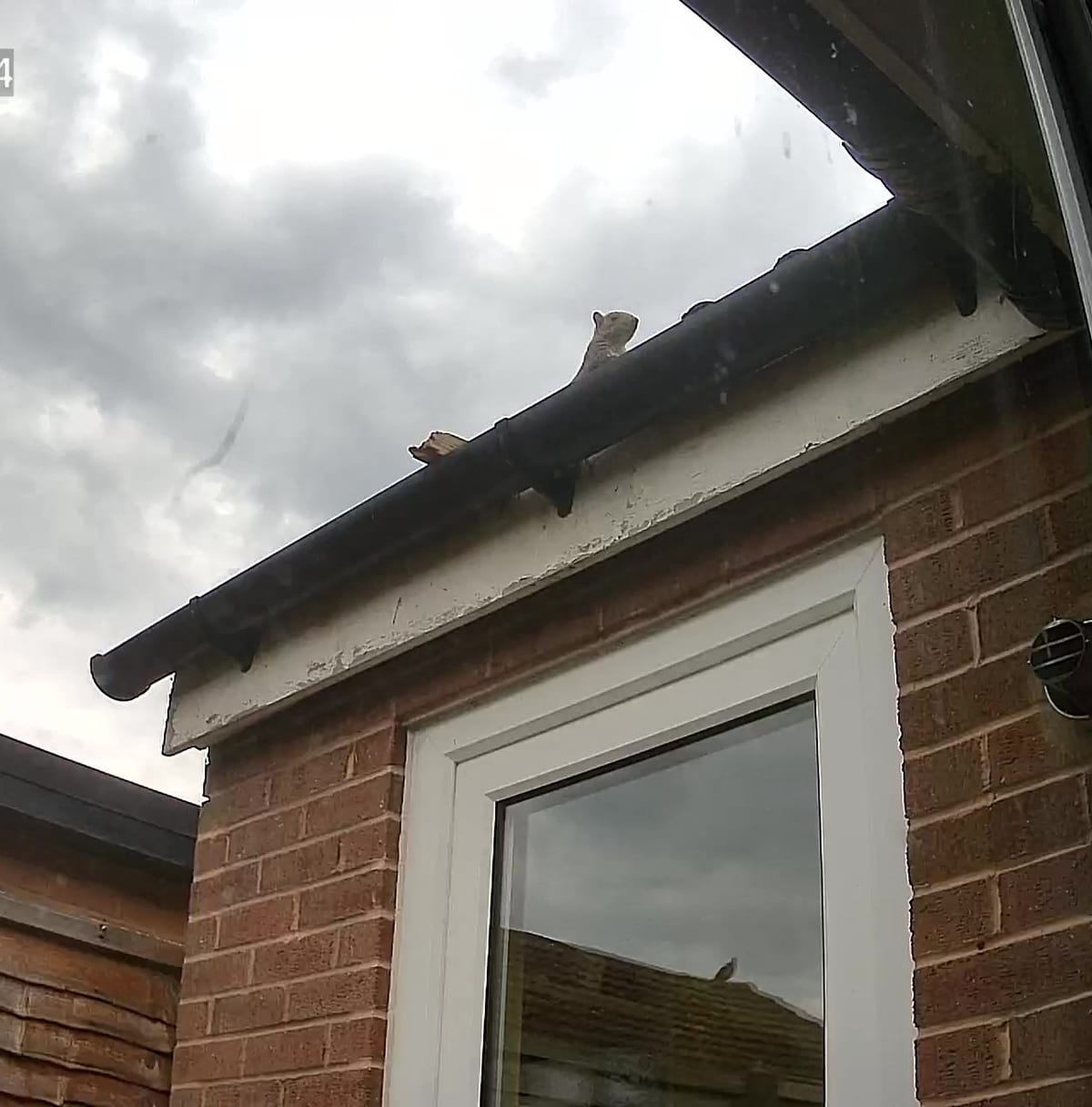 Squirrel recorded on a roof at 5am by a Hulls Environmental motion-detection camera