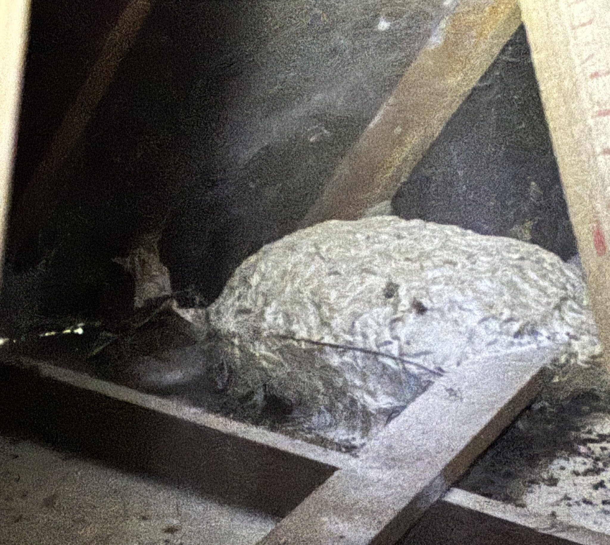 Large wasp nest found in the loft space above a garage in Tamworth