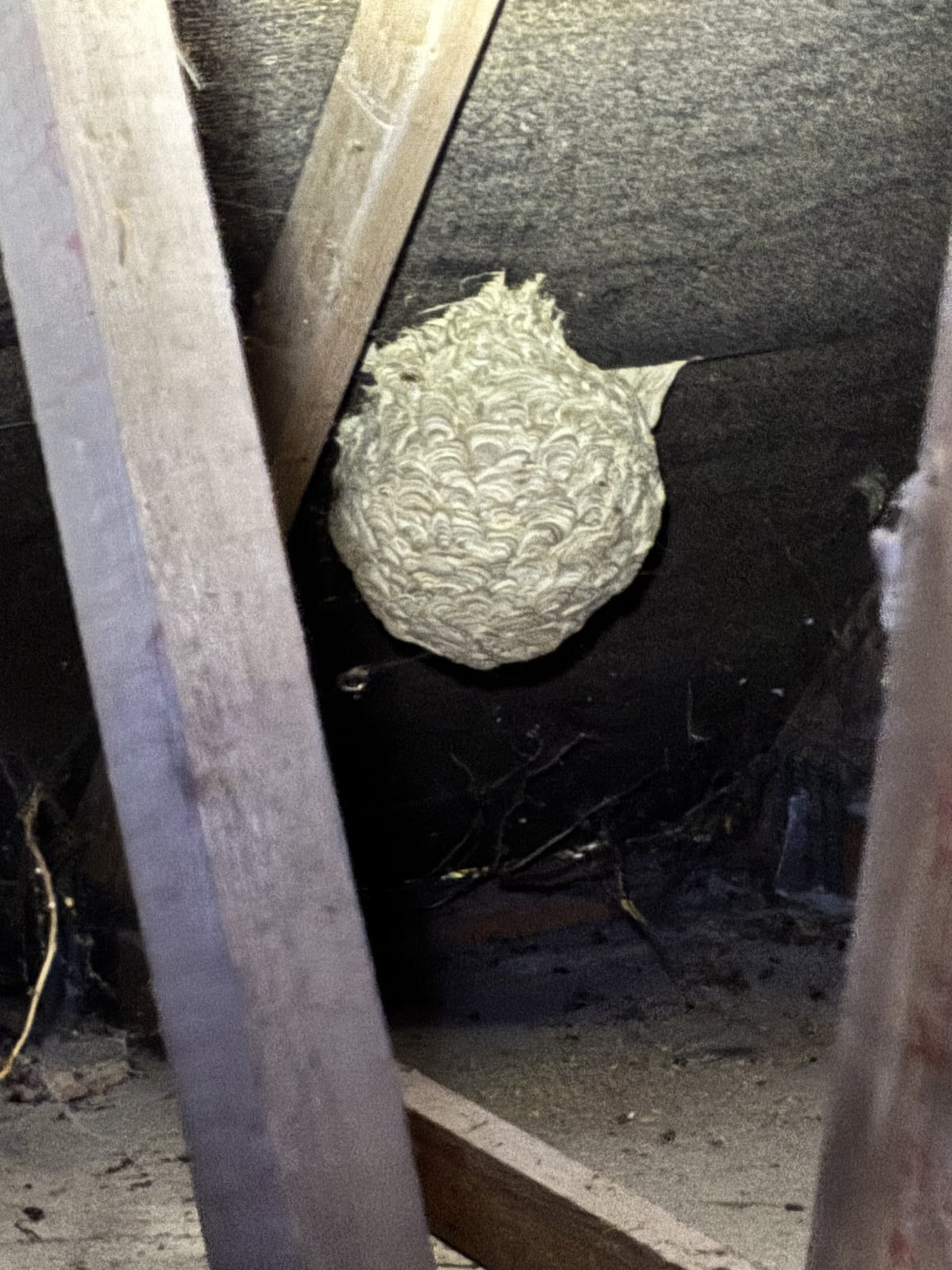 Large active wasp nest found in a loft in Walmley, Sutton Coldfield